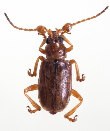 Réf. 327 917 : Taumacera sucki